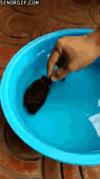 Puffer Fish Pool GIF