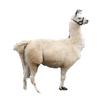 llama STICKER by imoji