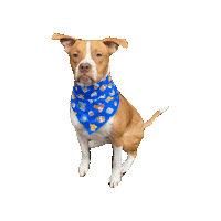 Pokemon Catch Them All Sticker by Geekster Pets