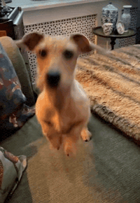 Happy So Excited GIF