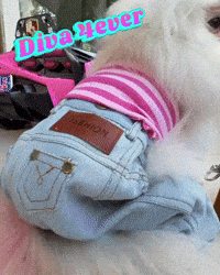 White Pomeranian Mood GIF