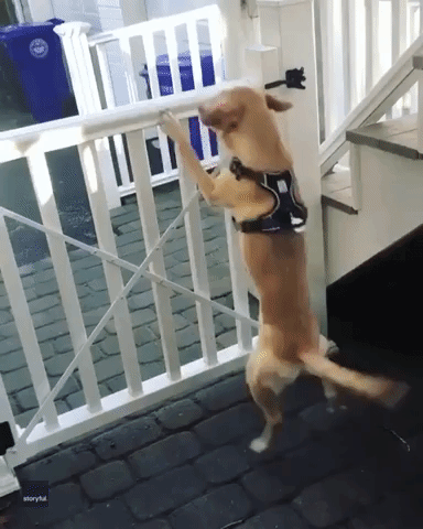 Welcome Home! Dog Bounces for Joy as it Greets Owner Returning From Work