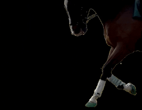 FormaHoofLtd giphygifmaker horse pony dressage GIF