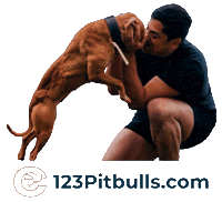 Pitbull Apbt Sticker by Chico Lopez