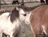 sniffing GIF
