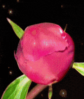 Happy Flower GIF