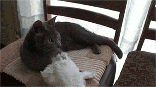 Cat Rabbit GIF