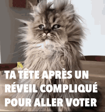 Parti_socialiste cat vote election elections GIF