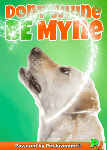 PetJuvenate petjuvenate henlo hooman fren love rescue dogs treatos and woofer for pupper GIF