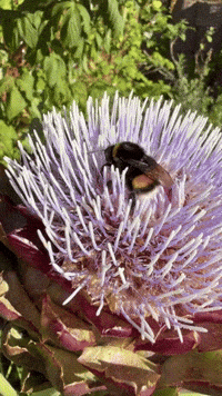 Summer Sun GIF