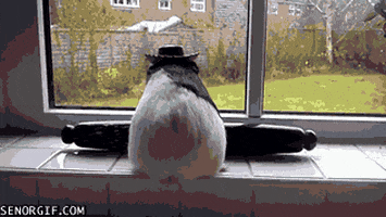 Guinea Pigs Critters GIF