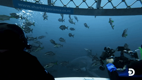 Double Trouble GIF by Shark Week