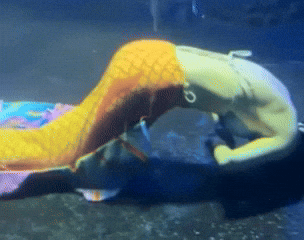 58d4b6a0e8004dd6a499524384e88c9f giphyupload GIF