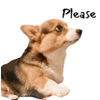 Milo_SiliconValley dog please corgi need Sticker