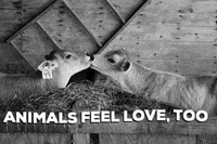 mercyforanimals love kiss vegan cow GIF