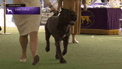 Dogs GIF by Westminster Kennel Club