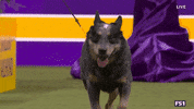 Dogs GIF by Westminster Kennel Club