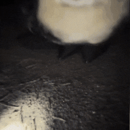 Dance Party GIF
