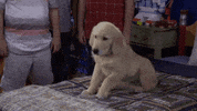 jodie sweetin GIF by Fuller House