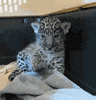 Calm Down Chill Out GIF