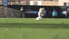 Dog Running GIF by American Kennel Club