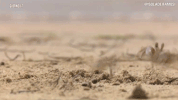 crab isola13 GIF by Isola dei Famosi