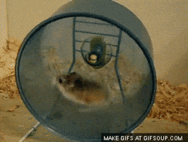 hamster GIF