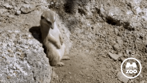 Tired Next Day GIF by Memphis Zoo