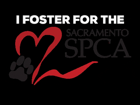 Sspca GIF by Sacramento SPCA