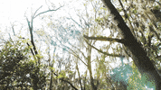 bridge campus GIF by University of Florida