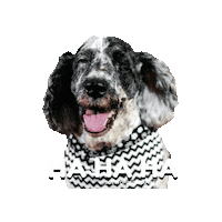 Happy Dog Sticker by Duetto Fotografia Pet