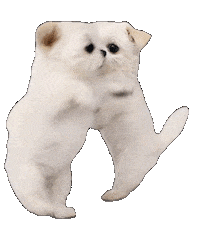 Dance Dog Sticker