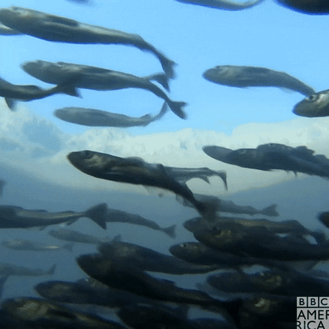 Fish Go GIF by BBC America