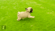 Go Go Go Love GIF