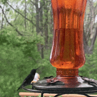 Film Bird GIF by GT8Studios