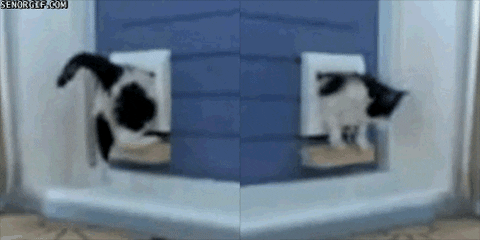 cat door GIF by Cheezburger