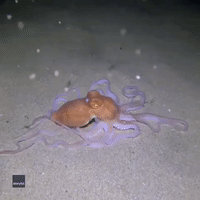Now You See Me, Now You Don't: Octopus Pulls Off Ink-redible Vanishing Act