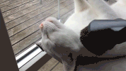 cat GIF