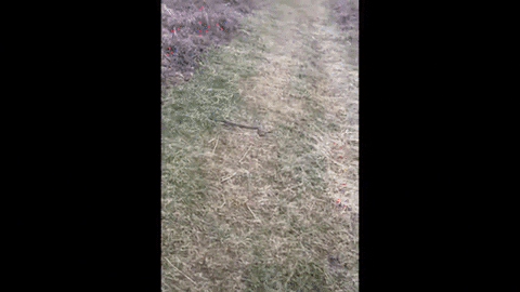 Yegee giphygifmaker dog attack snake GIF