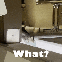 Excuse Me What GIF by mediaMEMES