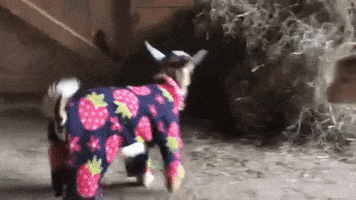 Goat Pajamas GIF