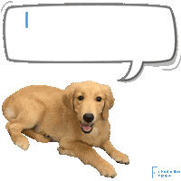 Golden Retriever Dog Sticker by Freedom Yoga & Wellness