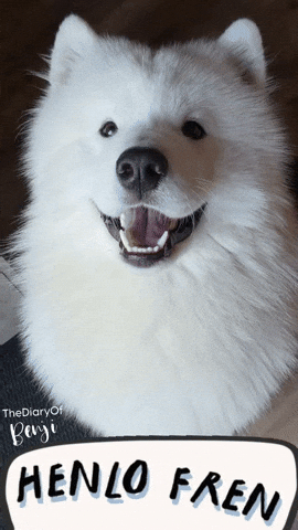 Dogs Hello GIF