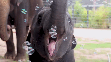 Baby Elephant Plays With Bubbles at Fort Worth Zoo