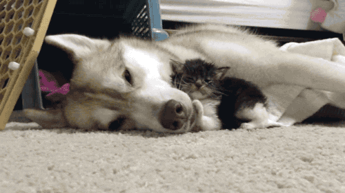 cat dog GIF