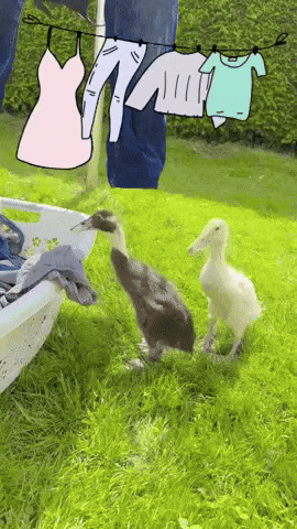 Duck Laundry GIF