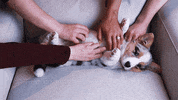 dog puppy GIF by Rover.com