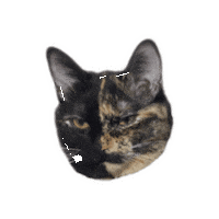 Cat No Sticker
