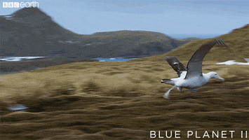 GIF by BBC Earth