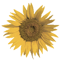 DeiGreng sunflower flowerpower greenpower déigréng Sticker